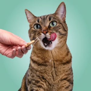 Cat_Treats