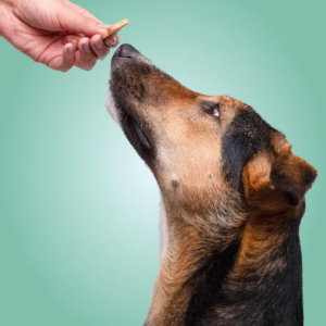 Dog_treat