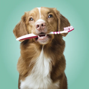 Oral_Care
